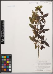 Foto von Salix caprea L. x Salix purpurea L.